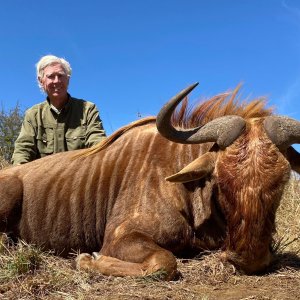 Golden Wildebeest Hunt South Africa