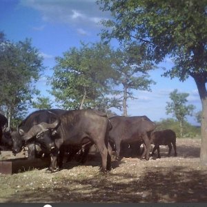 Cape Buffalo Trail Camera South Africa