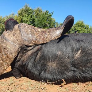 Buffalo Hunt South Africa