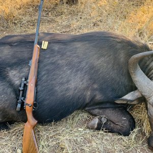 Buffalo Hunting Limpopo South Africa