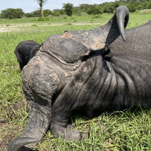 Nile Buffalo Hunt Uganda