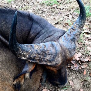 Western Buffalo Hunting Cameroon