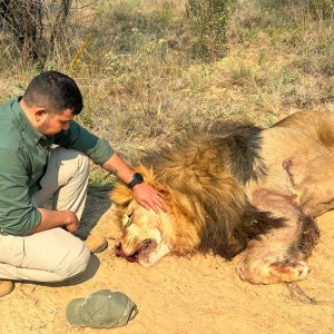 Lion Hunt South Africa