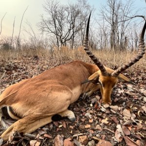 Impala Hunt Zimbabwe