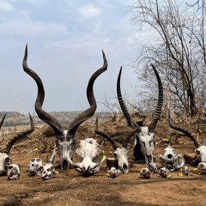 Trophy Hunting Zimbabwe