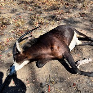 Sable Hunt Mozambique