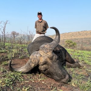 Buffalo Hunting South Africa