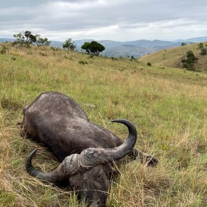 Buffalo Hunting South Africa | AfricaHunting.com