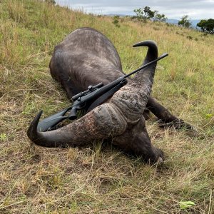 Buffalo Hunting South Africa | AfricaHunting.com