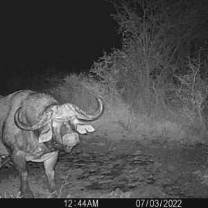 Buffalo Trail Camera South Africa