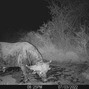 Buffalo Trail Camera South Africa