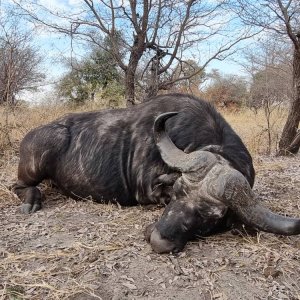 Buffalo Hunting Namibia