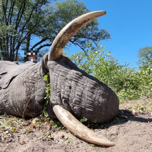 Elephant Hunt Namibia