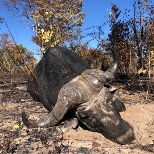 Buffalo Hunt Namibia