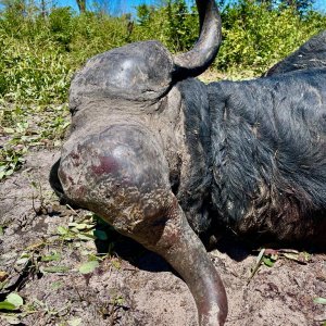 Buffalo Hunt Namibia