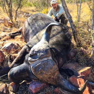 Buffalo Hunting South Africa | AfricaHunting.com