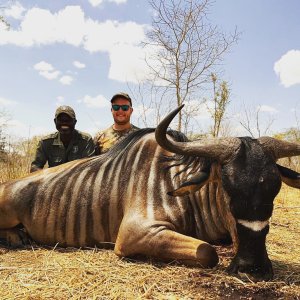 Niassa Wildebeest, Niassa Special Reserve, Block L9, Kwalata Safaris