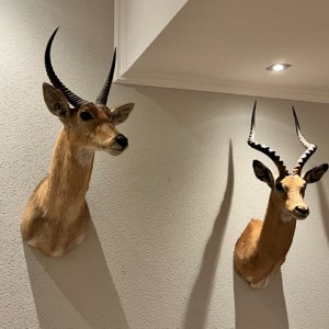 Reedbcuk & Impala Shoulder Mount Taxidermy