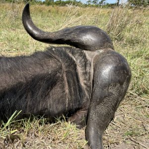 Buffalo Hunting Namibia