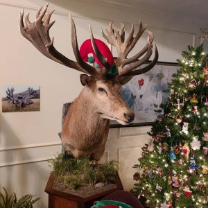 Red Stag Shoulder Mount Taxidermy