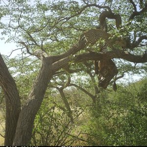Leopard Trail Camera Namibia