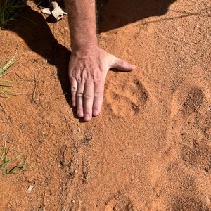 Leopard Track Namibia