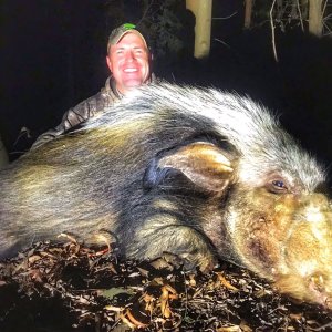 Bushpig Boar