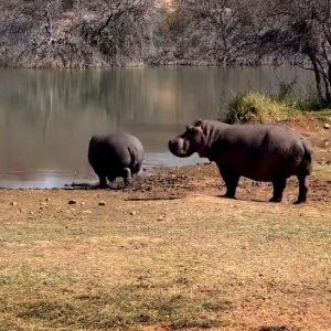 Hippo Limpopo South Africa