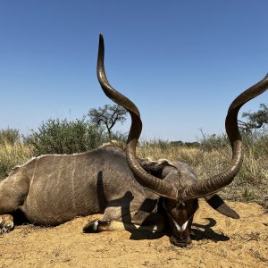 Kudu Hunt South Africa