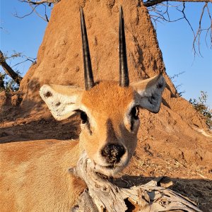 Steenbok Hunting