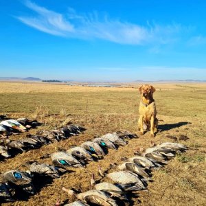 Wild Waterfowl shooting South Africa