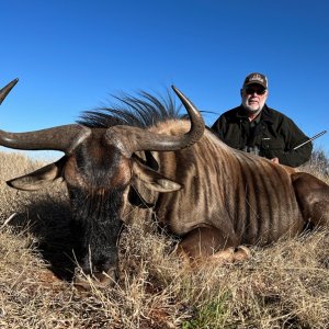 Blue Wildebeest Hunt Karoo South Africa