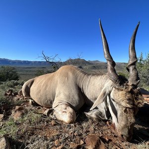 Eland Hunt Karoo South Africa