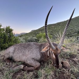 Waterbuck Hunt Karoo South Africa