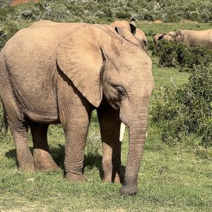 Elelpahnt Karoo South Africa