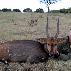 Bushbuck ram