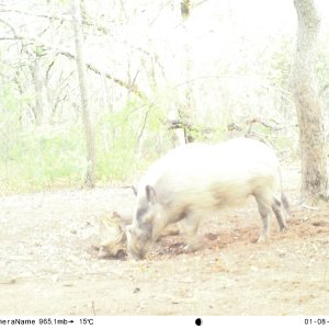 White Bushpig