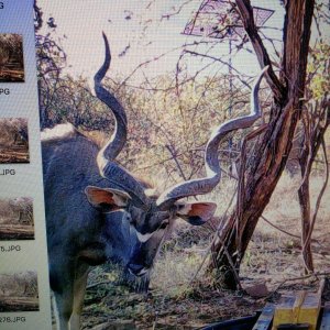Monster kudu on trail camera