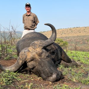 Buffalo Hunting Kwazulu Natal South Africa