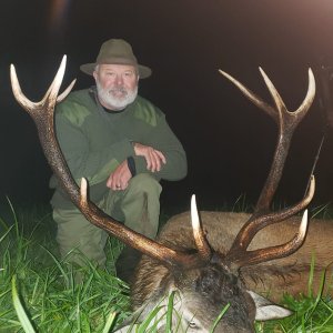 Red Stag Hunt Poland