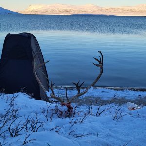 Caribou Hunting Greenland