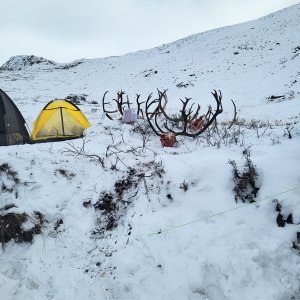 Caribou Hunting Greenland