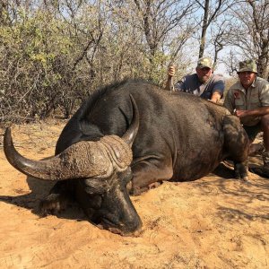 Buffalo Hunting South Africa