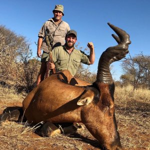 Red Hatebeest Hunting South Africa