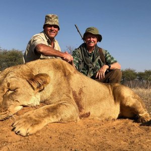 Lioness Hunting South Africa