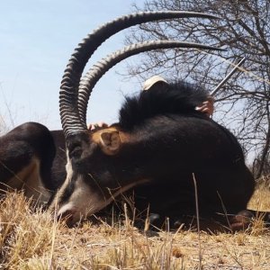 Sable Hunting South Africa