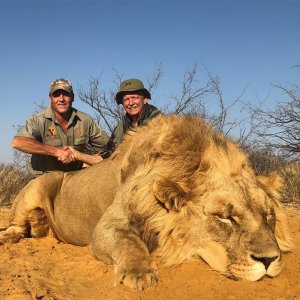 Lioness Hunting South Africa