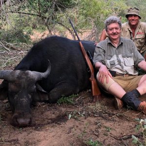 Buffalo Cow Hunting South Africa