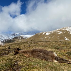 Chamois Hunting Pyrenees Mountains Spain