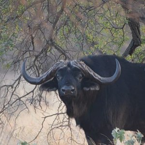 Buffalo Limpopo South Africa